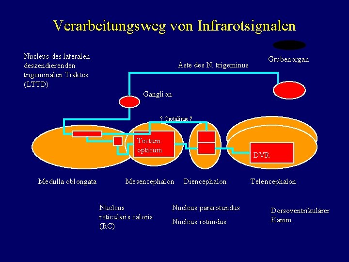 Verarbeitungsweg von Infrarotsignalen Nucleus des lateralen deszendierenden trigeminalen Traktes (LTTD) Äste des N. trigeminus