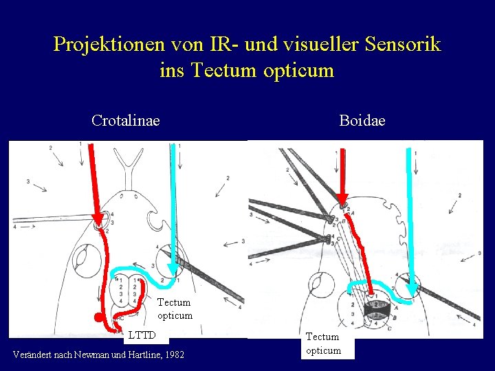 Projektionen von IR- und visueller Sensorik ins Tectum opticum Crotalinae Boidae Tectum opticum LTTD