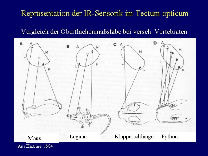 Repräsentation der IR-Sensorik im Tectum opticum Vergleich der Oberflächenmaßstäbe bei versch. Vertebraten Maus Aus