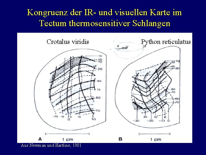 Kongruenz der IR- und visuellen Karte im Tectum thermosensitiver Schlangen Crotalus viridis Aus Newman