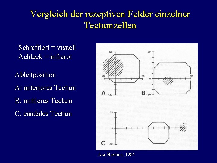 Vergleich der rezeptiven Felder einzelner Tectumzellen Schraffiert = visuell Achteck = infrarot Ableitposition A: