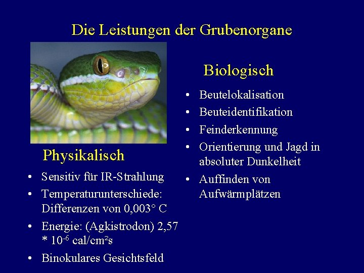 Die Leistungen der Grubenorgane Biologisch Physikalisch • Sensitiv für IR-Strahlung • Temperaturunterschiede: Differenzen von