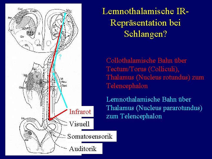 Lemnothalamische IRRepräsentation bei Schlangen? ? Collothalamische Bahn über Tectum/Torus (Colliculi), Thalamus (Nucleus rotundus) zum