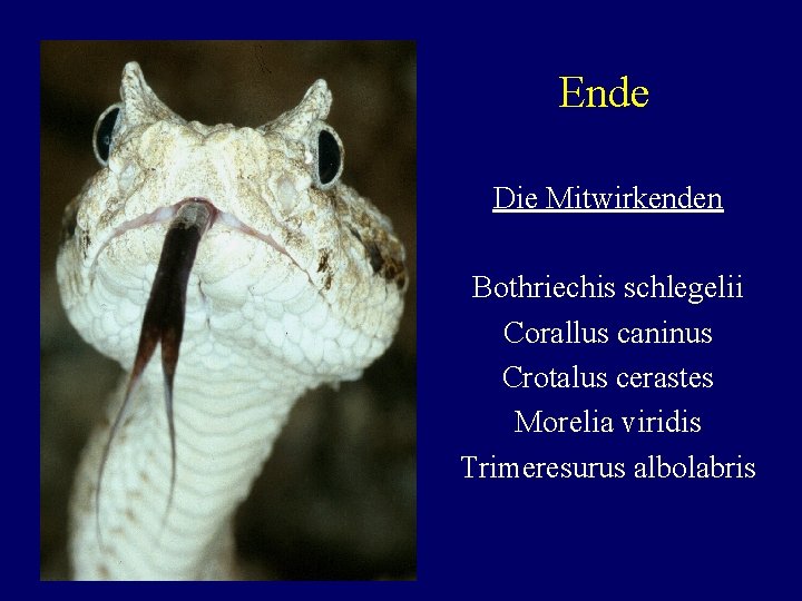 Ende Die Mitwirkenden Bothriechis schlegelii Corallus caninus Crotalus cerastes Morelia viridis Trimeresurus albolabris 