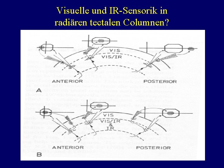 Visuelle und IR-Sensorik in radiären tectalen Columnen? 