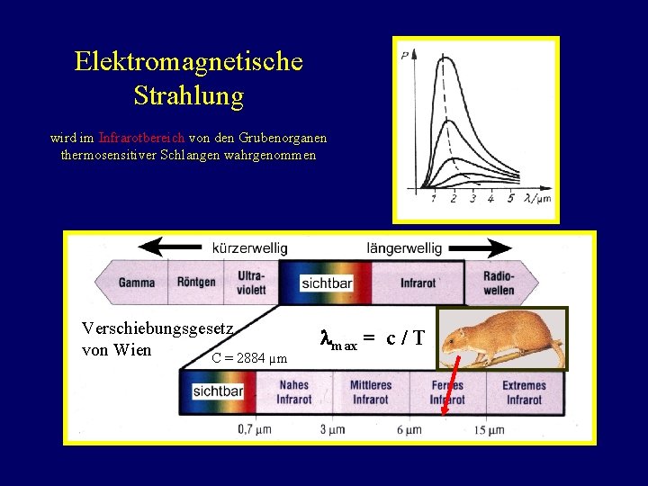 Elektromagnetische Strahlung wird im Infrarotbereich von den Grubenorganen thermosensitiver Schlangen wahrgenommen Verschiebungsgesetz von Wien