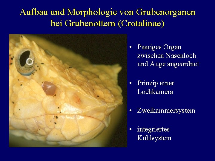 Aufbau und Morphologie von Grubenorganen bei Grubenottern (Crotalinae) • Paariges Organ zwischen Nasenloch und