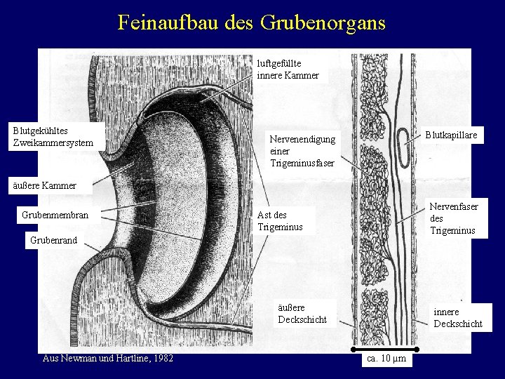 Feinaufbau des Grubenorgans luftgefüllte innere Kammer Blutgekühltes Zweikammersystem Blutkapillare Nervenendigung einer Trigeminusfaser äußere Kammer