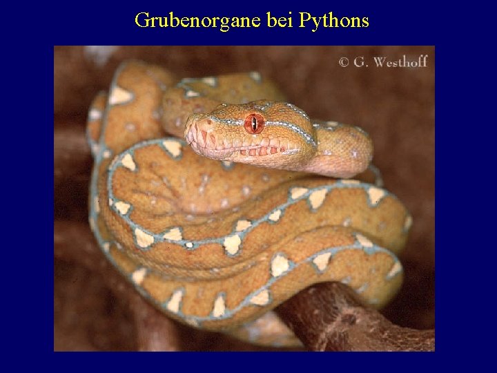 Grubenorgane bei Pythons 