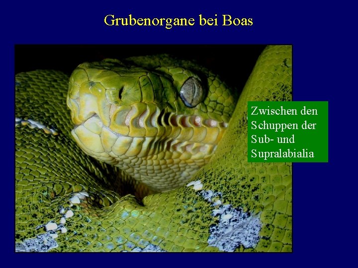 Grubenorgane bei Boas Zwischen den Schuppen der Sub- und Supralabialia 