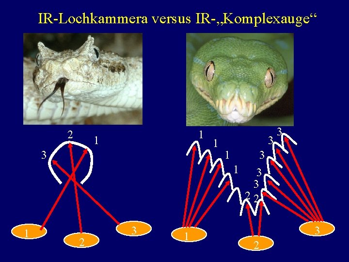 IR-Lochkammera versus IR-„Komplexauge“ 2 1 1 3 1 2 3 1 1 3 3
