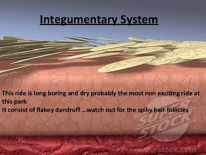 Integumentary System This ride is long boring and dry probably the most non exciting