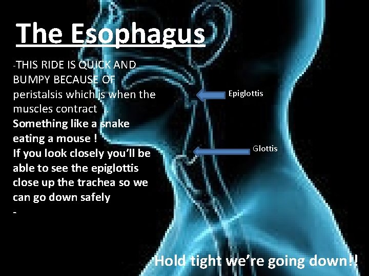 The Esophagus -THIS RIDE IS QUICK AND BUMPY BECAUSE OF peristalsis which is when