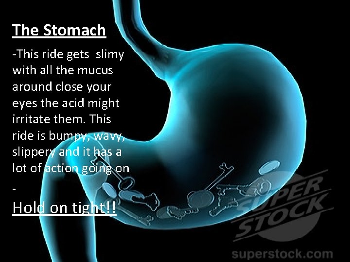 The Stomach -This ride gets slimy with all the mucus around close your eyes