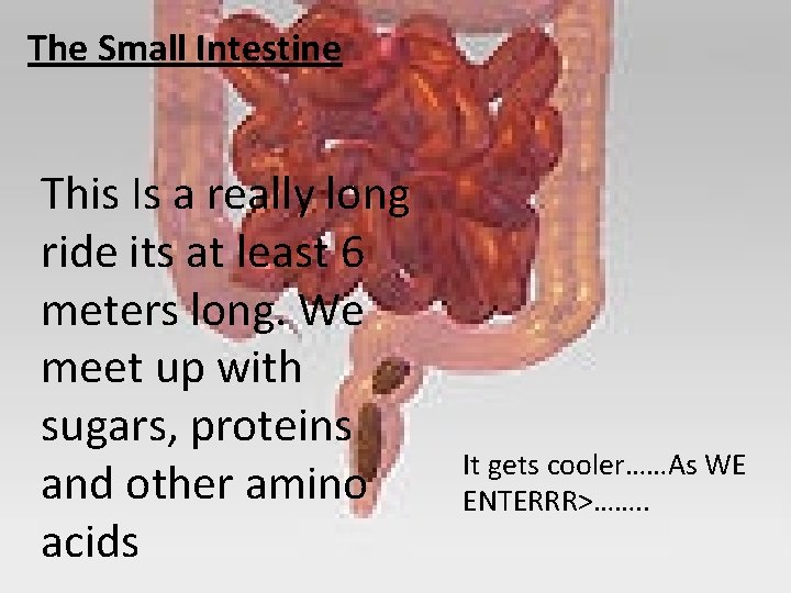 The Small Intestine This Is a really long ride its at least 6 meters