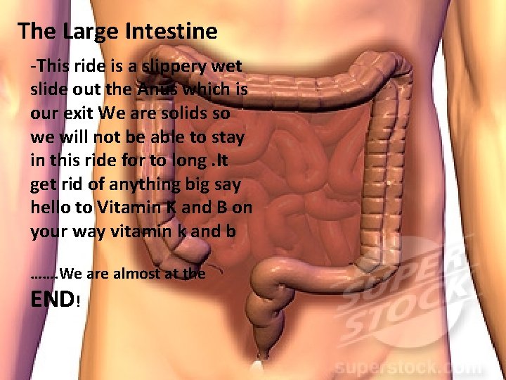 The Large Intestine -This ride is a slippery wet slide out the Anus which