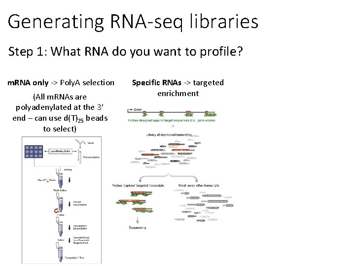 Generating RNA-seq libraries Step 1: What RNA do you want to profile? m. RNA