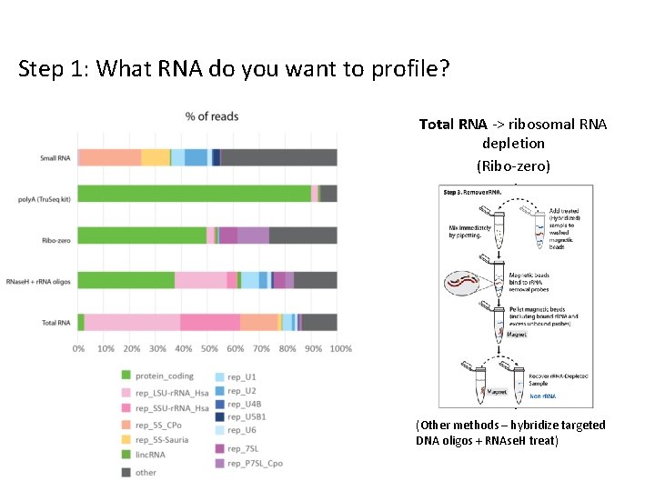 Step 1: What RNA do you want to profile? Total RNA -> ribosomal RNA