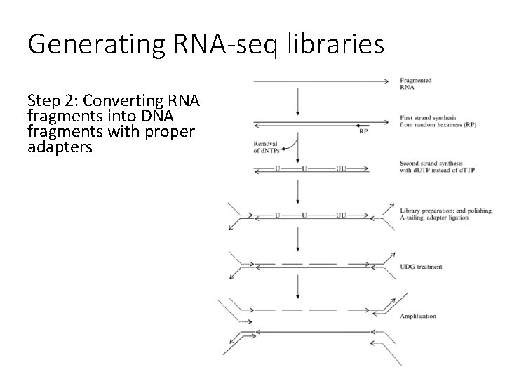 Generating RNA-seq libraries Step 2: Converting RNA fragments into DNA fragments with proper adapters