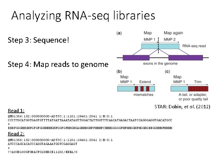 Analyzing RNA-seq libraries Step 3: Sequence! Step 4: Map reads to genome Read 1: