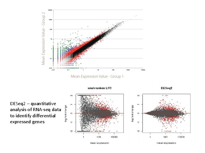 DESeq 2 – quantitative analysis of RNA-seq data to identify differential expressed genes 