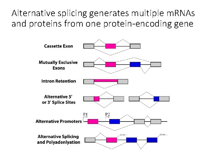 Alternative splicing generates multiple m. RNAs and proteins from one protein-encoding gene 