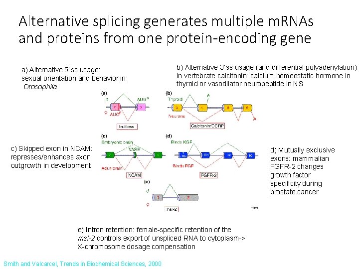 Alternative splicing generates multiple m. RNAs and proteins from one protein-encoding gene a) Alternative
