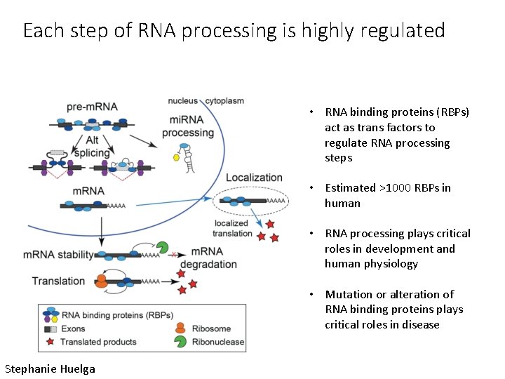 Each step of RNA processing is highly regulated • RNA binding proteins (RBPs) act