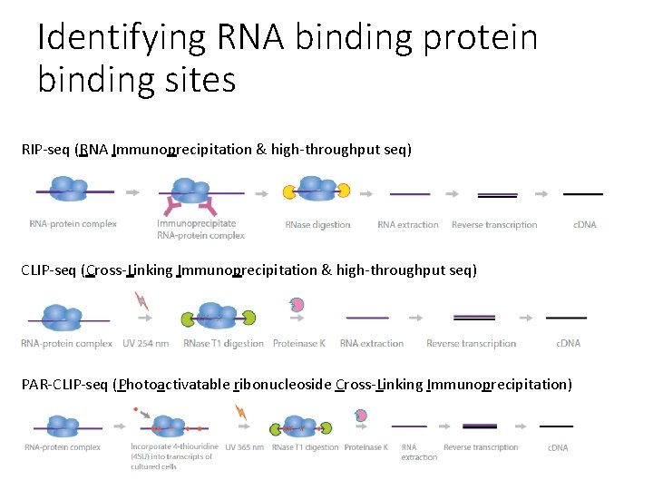 Identifying RNA binding protein binding sites RIP-seq (RNA Immunoprecipitation & high-throughput seq) CLIP-seq (Cross-Linking
