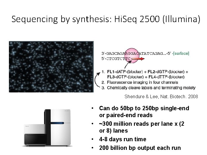 Sequencing by synthesis: Hi. Seq 2500 (Illumina) Shendure & Lee, Nat. Biotech. 2008 •