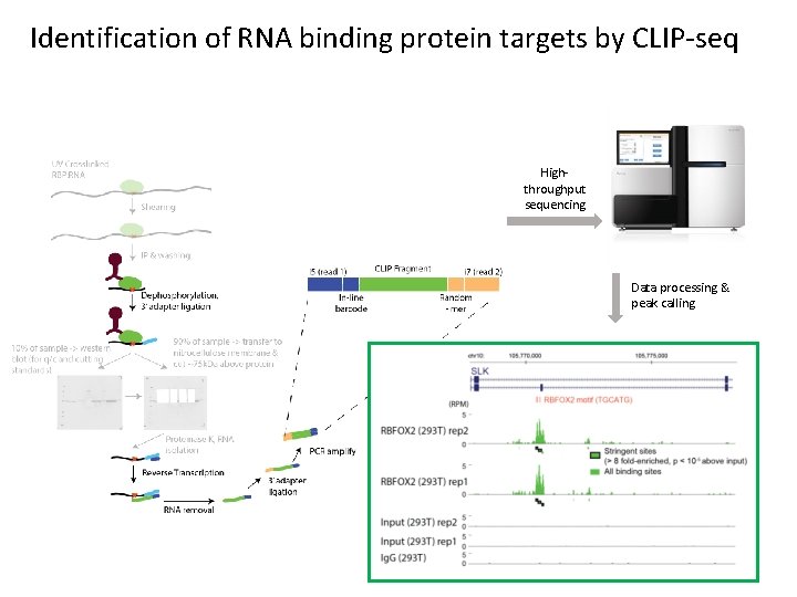 Identification of RNA binding protein targets by CLIP-seq Highthroughput sequencing Data processing & peak