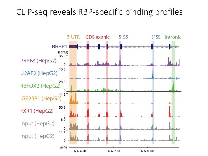 CLIP-seq reveals RBP-specific binding profiles 