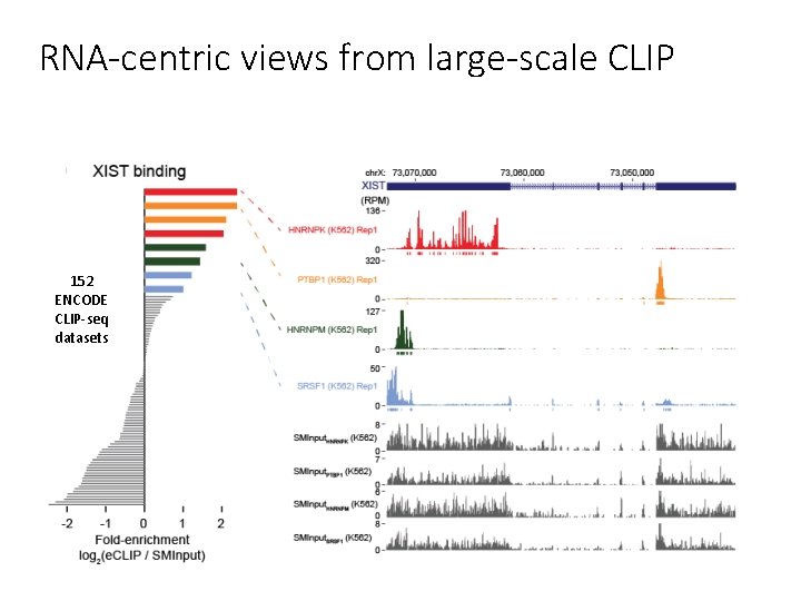 RNA-centric views from large-scale CLIP 152 ENCODE CLIP-seq datasets 