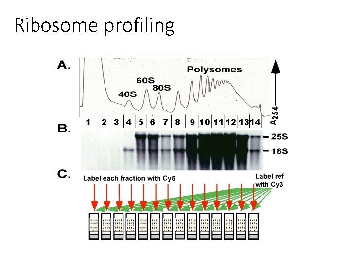 Ribosome profiling 