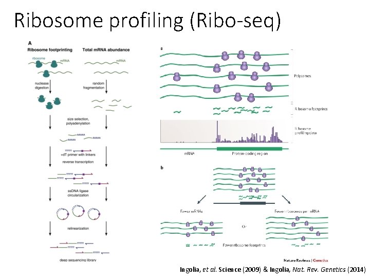 Ribosome profiling (Ribo-seq) Ingolia, et al. Science (2009) & Ingolia, Nat. Rev. Genetics (2014)