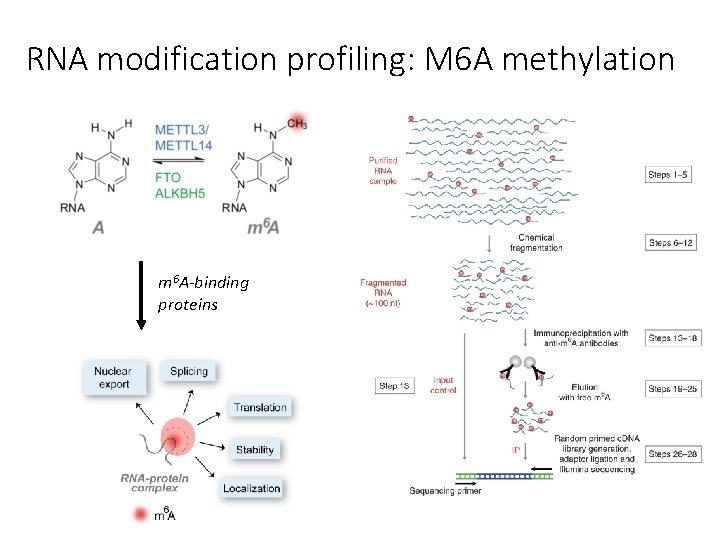 RNA modification profiling: M 6 A methylation m 6 A-binding proteins 