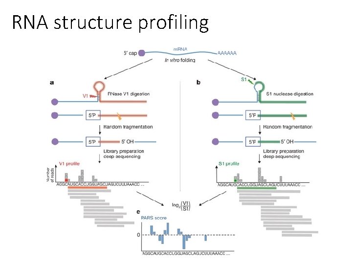 RNA structure profiling 