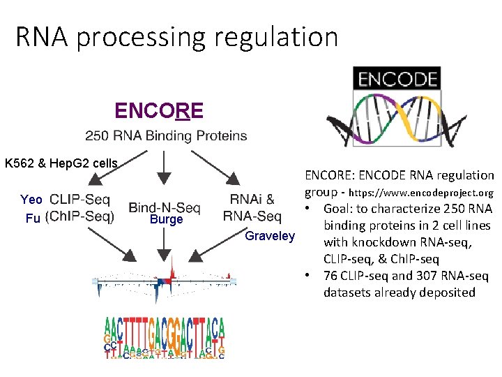 RNA processing regulation ENCORE K 562 & Hep. G 2 cells Yeo Fu Burge