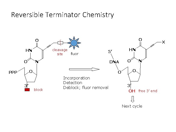 Reversible Terminator Chemistry O O cleavage fluor site HN O N DNA O PPP