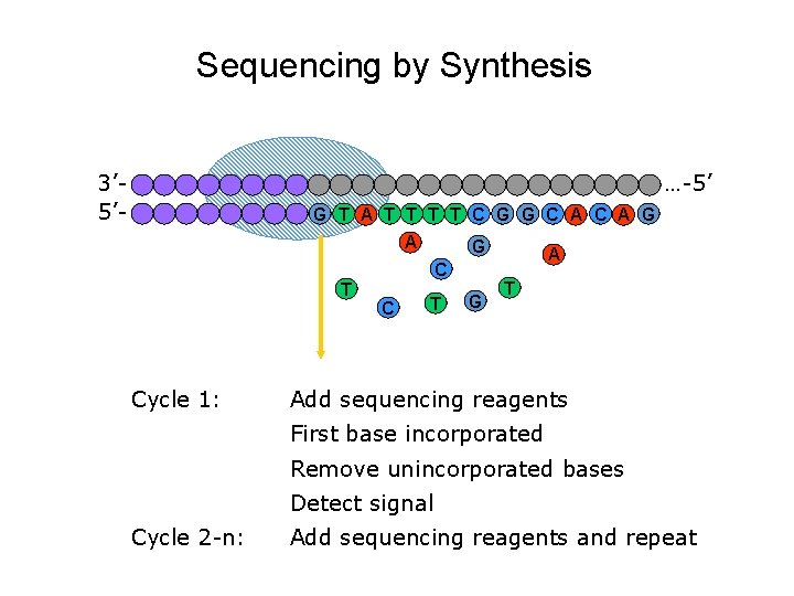 Sequencing by Synthesis 3’ 5’- …-5’ G T A T T C G G