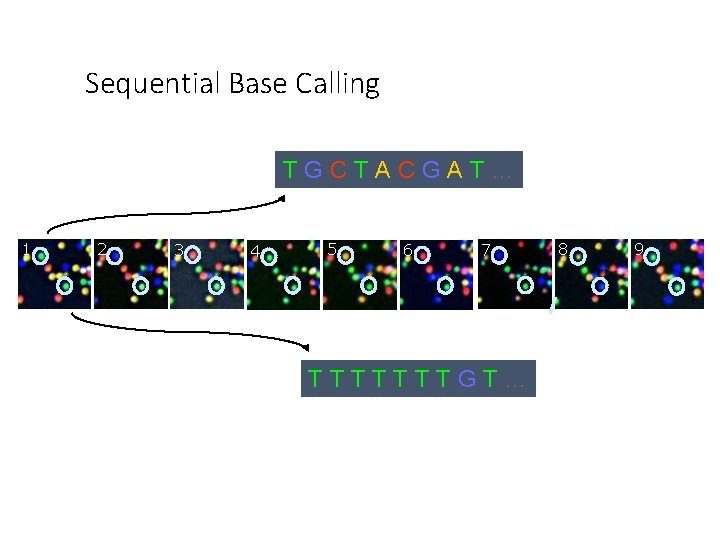 Sequential Base Calling TGCTACGAT… 1 2 3 4 5 6 7 TTTTTTTGT… 8 9