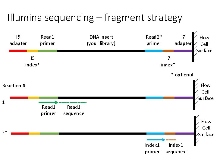Illumina sequencing – fragment strategy I 5 adapter Read 1 primer DNA insert (your