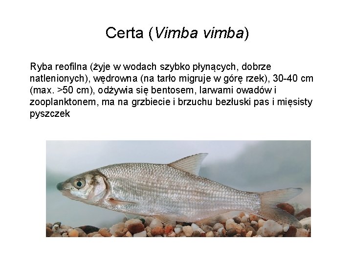 Certa (Vimba vimba) Ryba reofilna (żyje w wodach szybko płynących, dobrze natlenionych), wędrowna (na