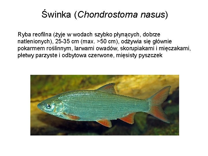 Świnka (Chondrostoma nasus) Ryba reofilna (żyje w wodach szybko płynących, dobrze natlenionych), 25 -35