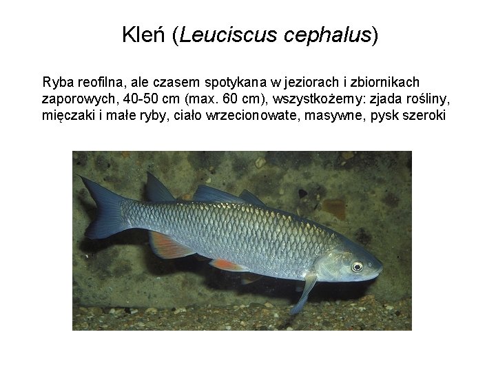 Kleń (Leuciscus cephalus) Ryba reofilna, ale czasem spotykana w jeziorach i zbiornikach zaporowych, 40