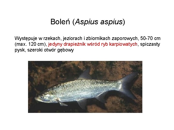 Boleń (Aspius aspius) Występuje w rzekach, jeziorach i zbiornikach zaporowych, 50 -70 cm (max.