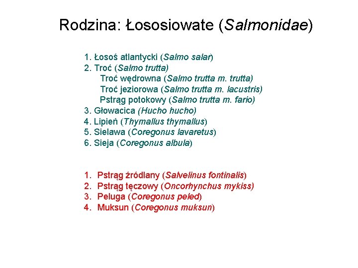 Rodzina: Łososiowate (Salmonidae) 1. Łosoś atlantycki (Salmo salar) 2. Troć (Salmo trutta) Troć wędrowna