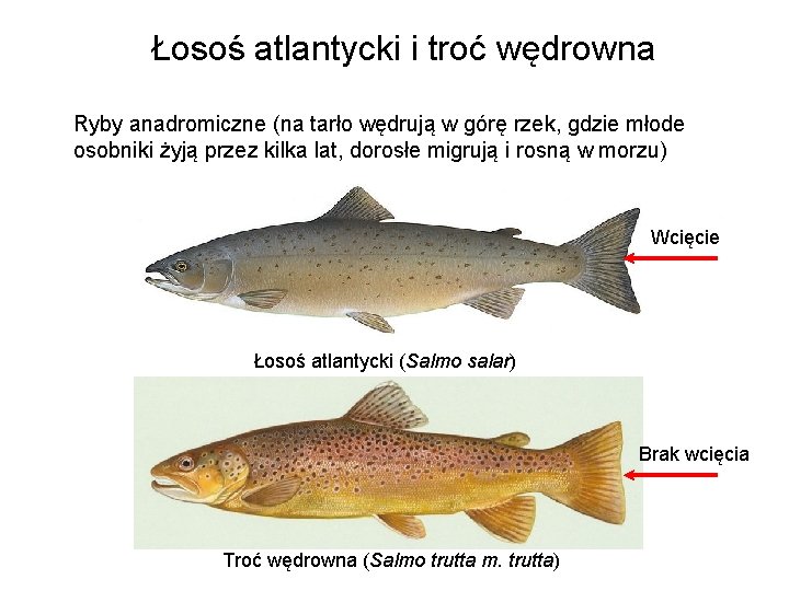 Łosoś atlantycki i troć wędrowna Ryby anadromiczne (na tarło wędrują w górę rzek, gdzie