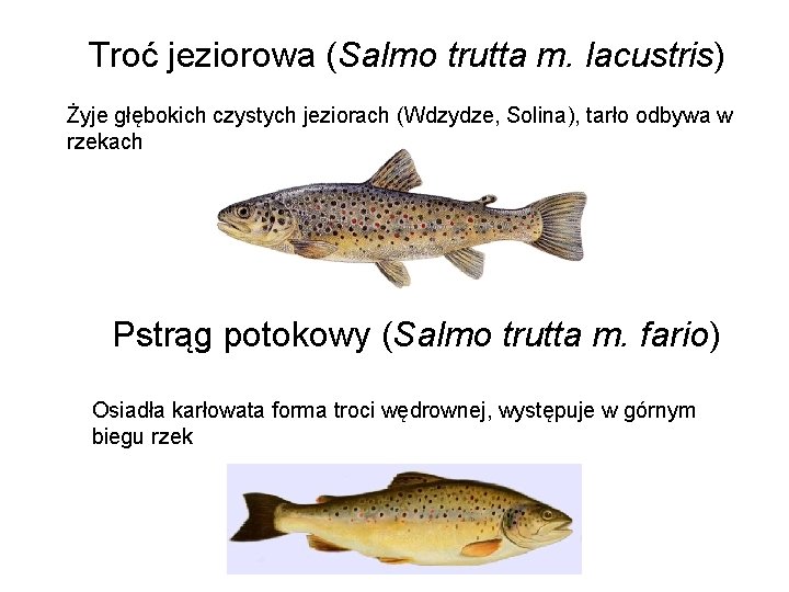 Troć jeziorowa (Salmo trutta m. lacustris) Żyje głębokich czystych jeziorach (Wdzydze, Solina), tarło odbywa