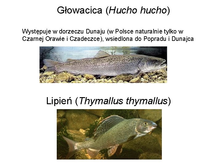 Głowacica (Hucho hucho) Występuje w dorzeczu Dunaju (w Polsce naturalnie tylko w Czarnej Orawie